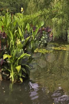 A silent pond with autumn leaves and a bright green bush