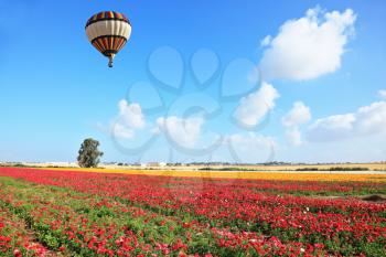 Bright striped balloon flies over a field of colorful garden of buttercups. Spring Day in Israel.