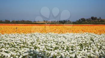 Field of blossoming yellow, white and red buttercups. A farm on cultivation of buttercups. Israel
