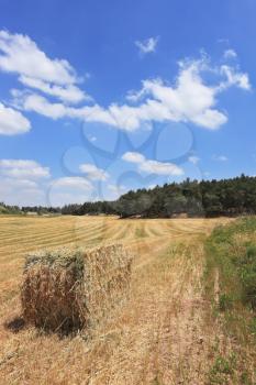 The rural idyll. Rick mowed wheat field in the kibbutz. Spring in Israel