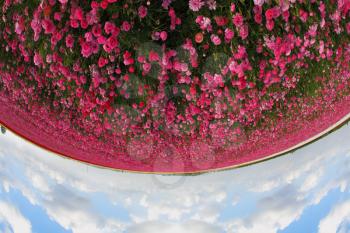Huge field blossoming pink flowers, photographed by an objectiveFish eye