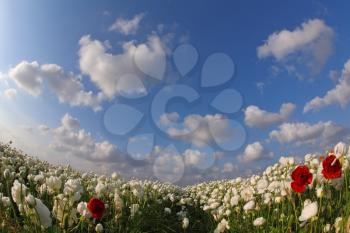 The magnificent spring field of blossoming white and red flowers photographed by a lens Fish eye