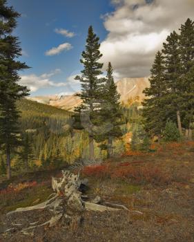  Northern country blossoming by bright autumn paints