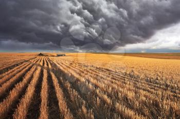 The enormous storm cloud covered the sky. The harvest in the fields of Montana