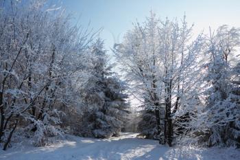 A lovely sunny Christmas Day. 
Snow-covered glade in winter forest