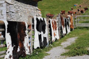 Country Fair in Haute Savoie, France. Hung on a wooden fence beautifully crafted cowhides