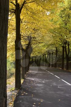 Highway, passing between autumn trees with yellow leaves