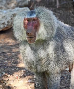 Huge modern safari zoo in Tel Aviv. Pensive baboon posing for the audience