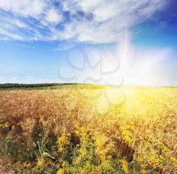 Bright rays of sunlight illuminate a field of ripe wheat