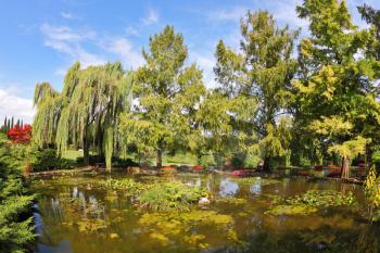 A quiet corner of the picturesque park in Europe. A pond, overgrown with lilies, weeping willows and flower beds