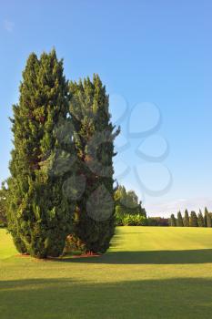 A large green fields and picturesque cypress trees in a landscaped park Sigurta. Northern Italy, summer, sunset
