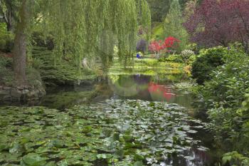  A pond covered by leaves of a lily and surrounded by blossoming bushes and weeping willows
