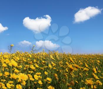 The wonderful spring day. The huge field with big blooming yellow flowers and clear blue sky