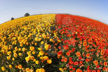 Magnificent field of yellow and red buttercups on a sunset, photographed by an objective  the Fish eye 