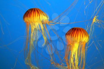 Two yellow-orange jellyfish with thin tentacles. Aquarium with bright blue water
