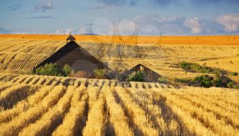 Roof of a farm in wheaten fields of Montana after harvesting