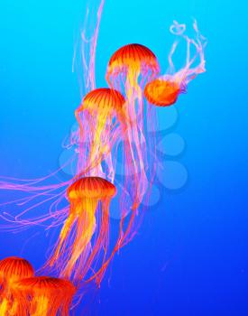 Several yellow-orange jellyfish with thin tentacles. Aquarium with bright blue water