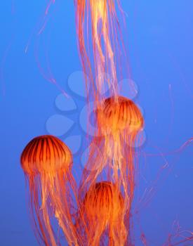 Three yellow-orange jellyfish with thin tentacles. Aquarium with bright blue water