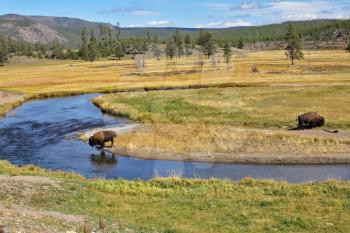 Bisons go on a watering place in Yellowstone national park