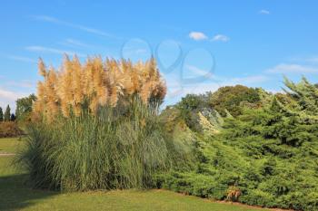 High decorative flower bed of reeds. Fabulously beautiful park in northern Italy