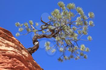 The famous Jumping Tree Jerky-tree. Zion National Park, USA. Striped hills of red sandstone. 