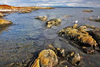 Seagulls sit on coastal stones of passage of island Vancouver