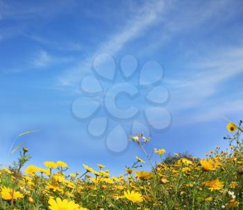 The wonderful spring day. The huge field with blooming yellow flowers buttercups and clear blue sky