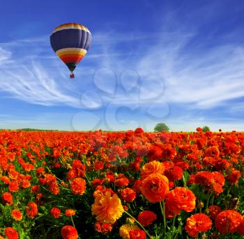 In the cloudy multicolored sky flying balloon.  Kibbutz great field of bright red buttercups