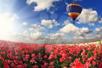 Boundless fields with blossoming pink buttercups. Over fields the huge multi-color balloon flies. Spring in the south
