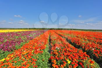  Kibbutz fields with bright flowers Ranunculus. Israeli spring. Flowers are grown for export