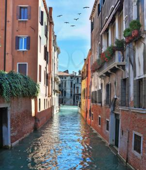 Eternal fabulous Venice. In the sky - a triangular flock of migratory birds