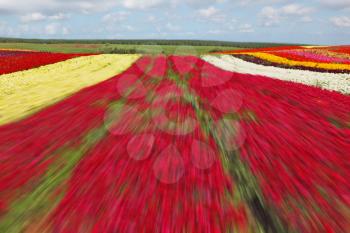 Flying at high speed over a large flower field