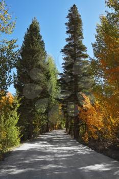 Nice trail in the mountain park. A bright sunny day, and yellow, green and orange foliage