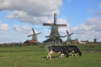 Charming Dutch pastoral. Cows grazing on lush grass not far from the windmills.