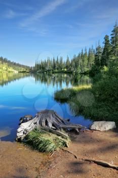 Picturesque dry tree stump on the shore of a quiet lake. Mountains of California.