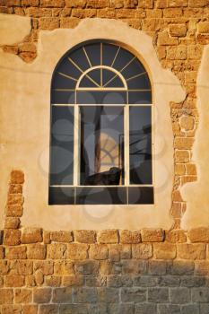 The greater black thoroughbred dog looks from a window of an ancient building at a solar decline.