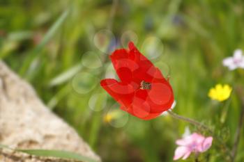 Bright red field flower on a meadow between stones