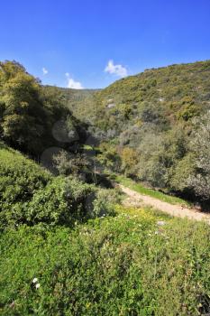 Footpath among the blossoming spring nature. The mountain Meron