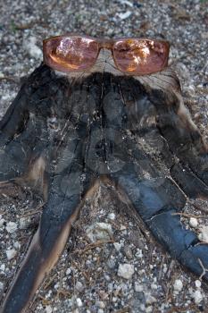 Sunglasses on a burnt tree-stump