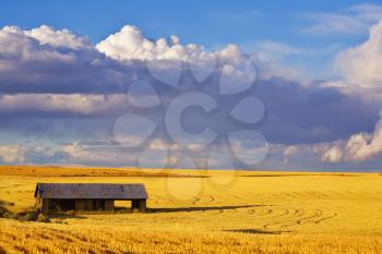 Empty wooden canopy in a field after harvesting 