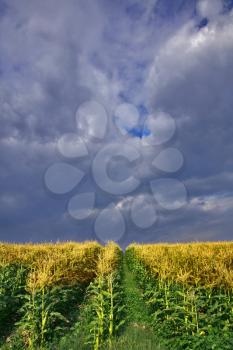  A corn field and the cloudy sky