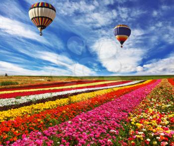 Great multicolored rural field with flowers.  Over field flies the huge air balloon