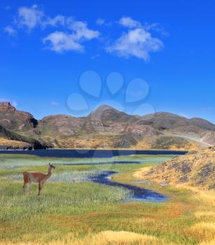 A graceful guanaco stands on the shore of blue lake, overgrown with grass and reeds. Patagonia national park Torres del Paine, Chile