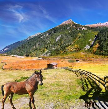 Thq beautiful autumn day in Austrian Alps. Beautiful farm horse grazing in fenced green meadow