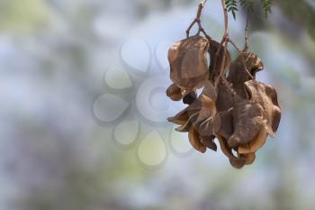  Dry pods with seeds of a tree on a light background