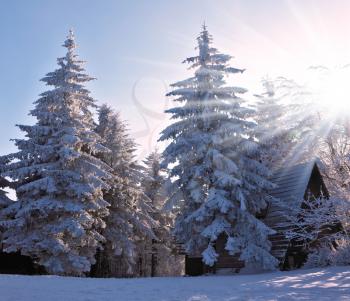 Houses for tourists in the pine forest covered with snow. Christmas sunny morning on a mountain ski resort