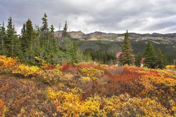  Multi-coloured northern mountain grasses and bushes