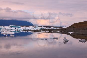 Pink sunset in July. Translucent icebergs in the Ice lagoon Jokulsarlon. South-East Iceland