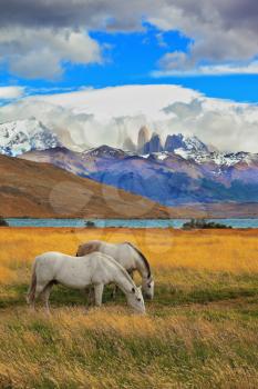 The landscape in the national park Torres del Paine, Chile. Lake Laguna Azul in the mountains. On the shore of Lake grazing horses