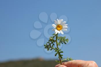 The female hand holds a spring camomile on not sharp background